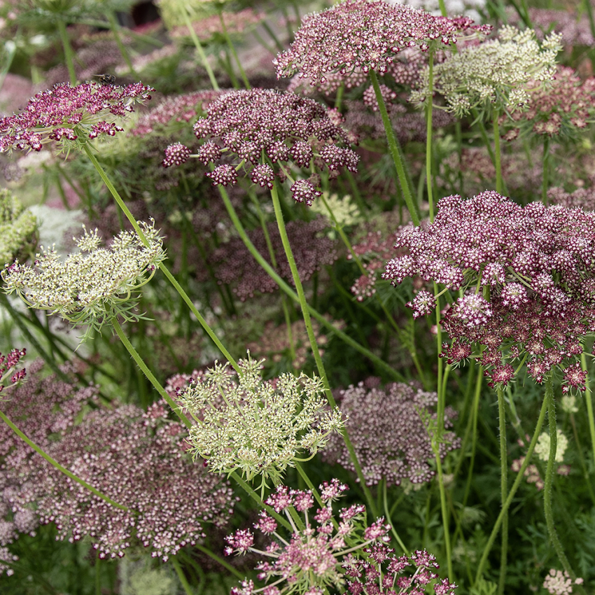 Prydgulrot 'Dara' i gruppen Frø / Ettårige blomster hos Impecta Fröhandel (28333)