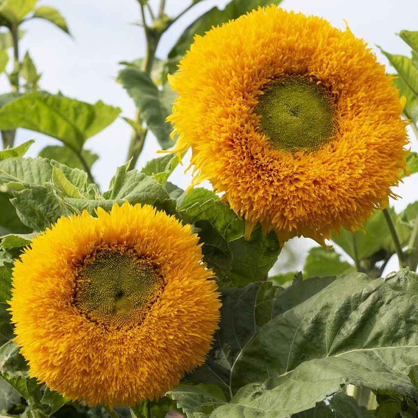 Fylt solsikke 'Orange Sun'