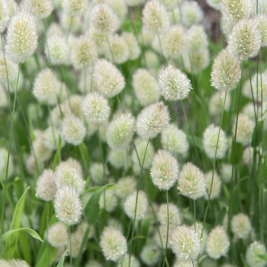 Harehale 'Bunny Tails' i gruppen Frø / Ettårige blomster hos Impecta Fröhandel (28465)