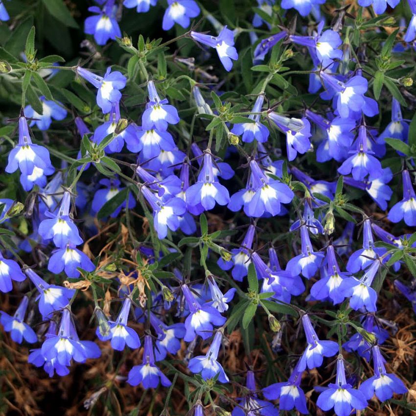 Kantlobelia 'Mrs. Clibran'