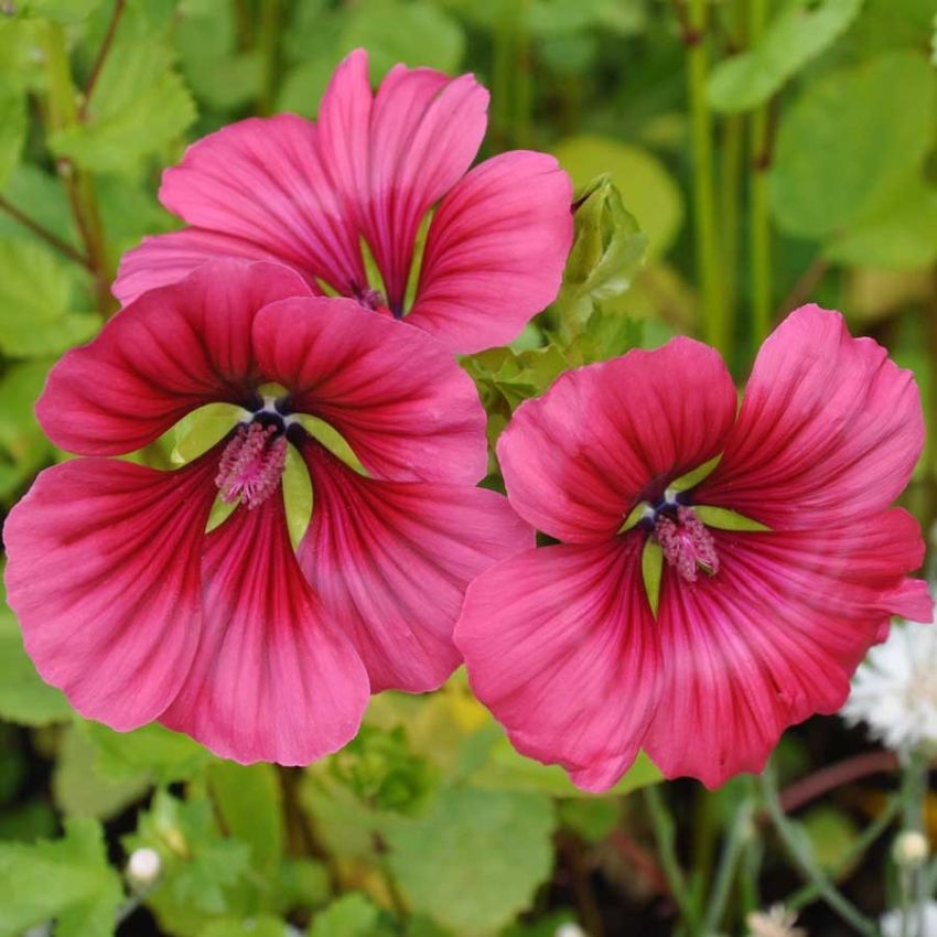 Sommerstokkrose 'Vulcan'