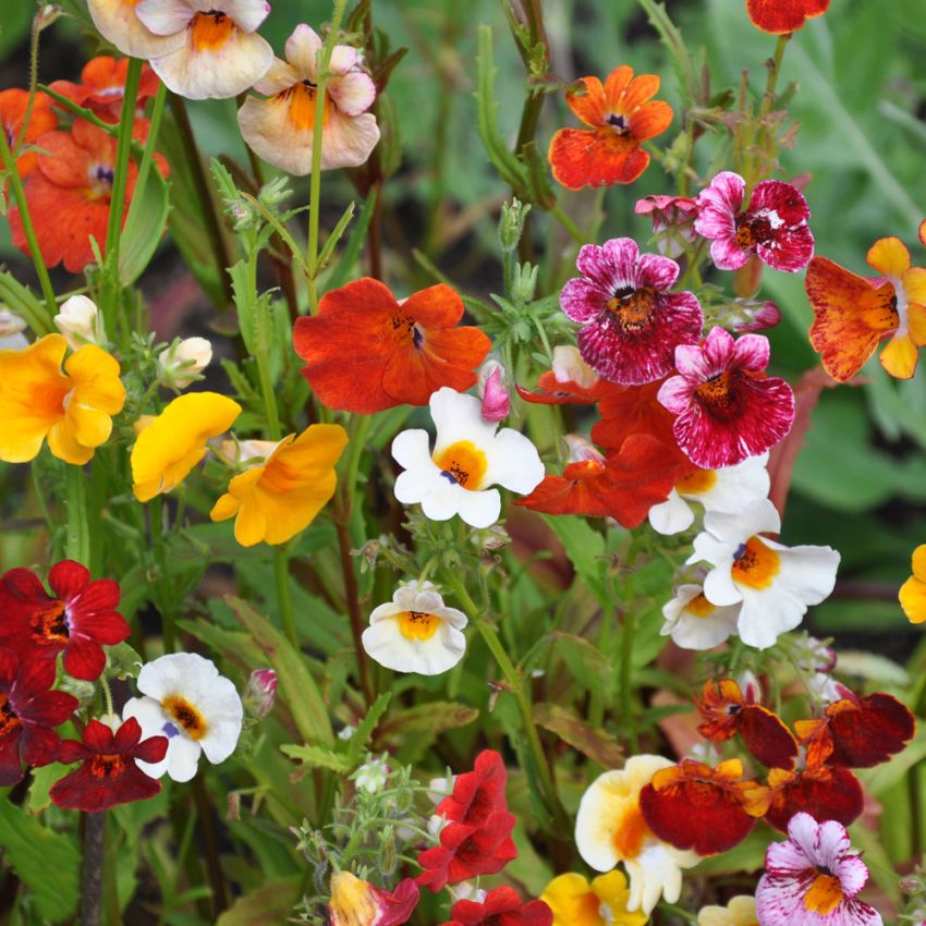 Nemesia 'Carnival'