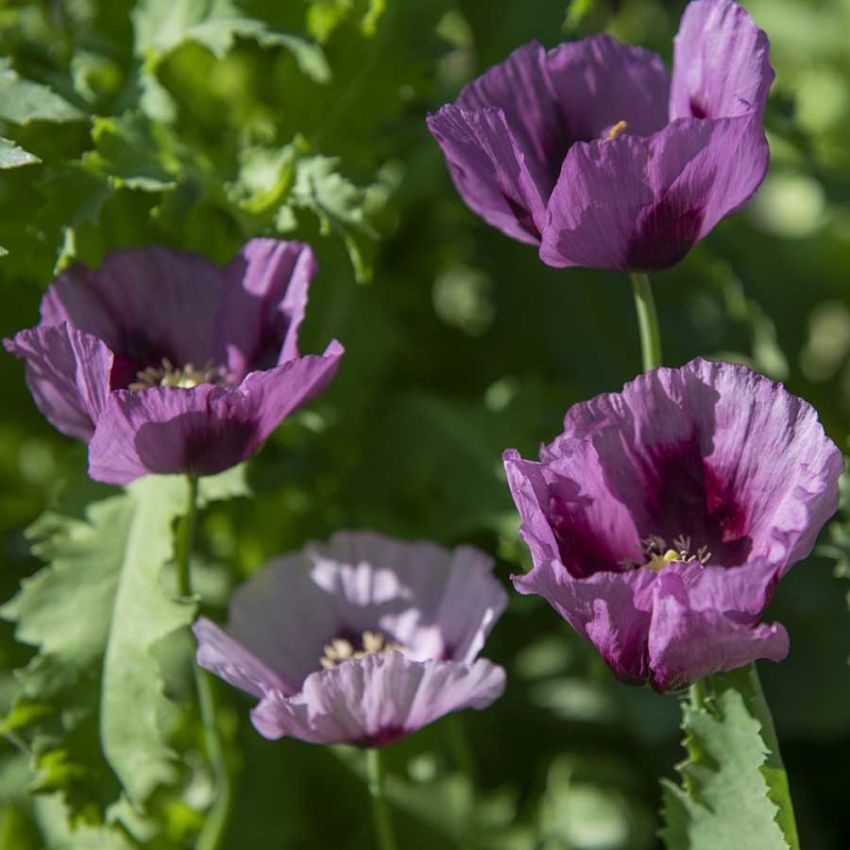 Valmue 'Hungarian Blue'