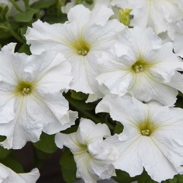 Petunia F1 'Eagle White'