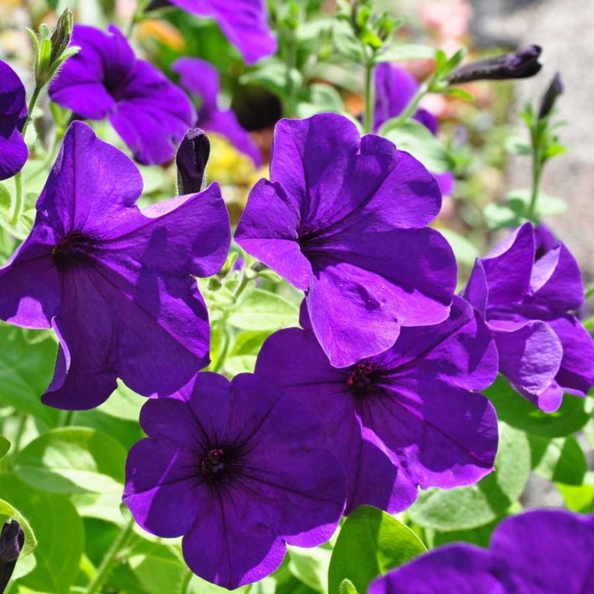 Hengepetunia F1 'Easy Wave Blue'