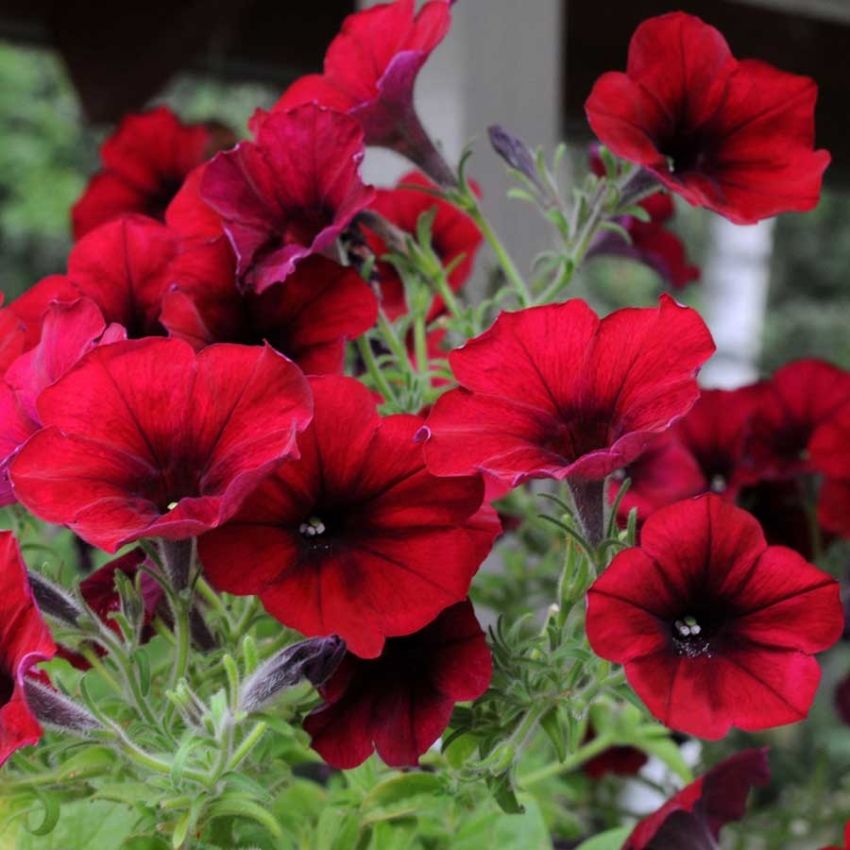 Hengepetunia F1 'Easy Wave Red Velour'