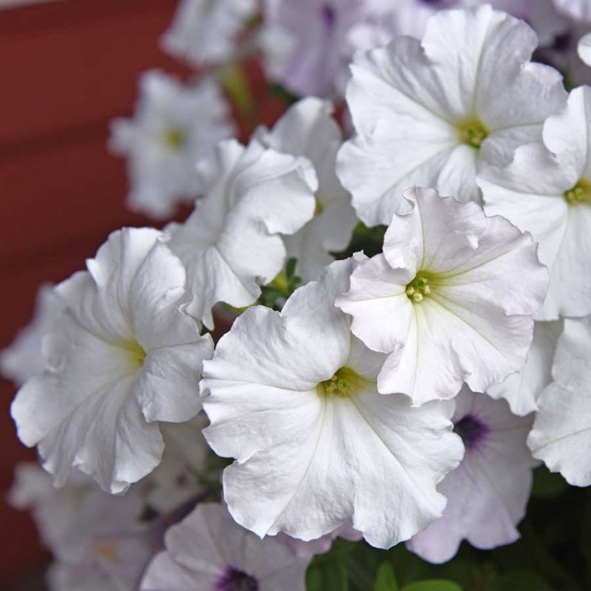 Hengepetunia  F1 'Easy Wave White'