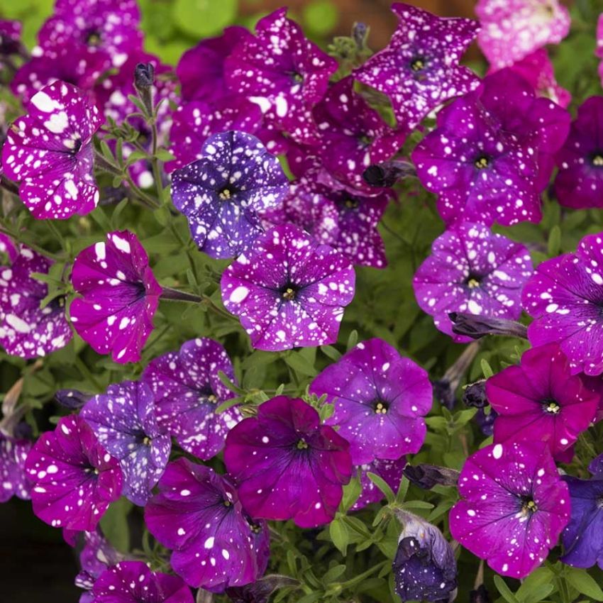 Petunia F1 'Dot Star Dark Violet'