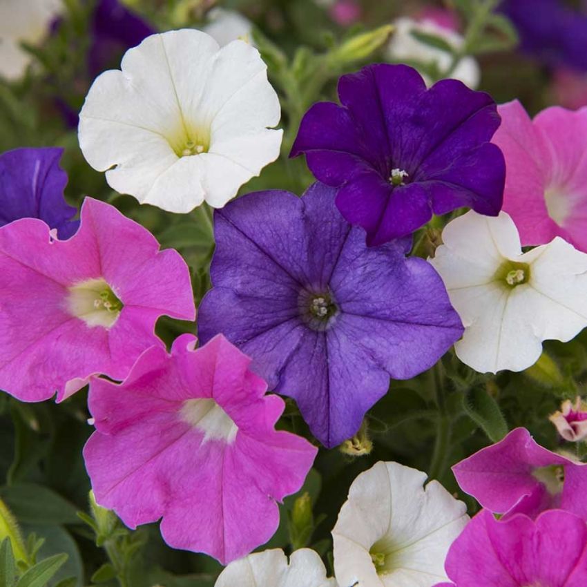 Hengepetunia F1 'Shock Wave Spark Mixture'