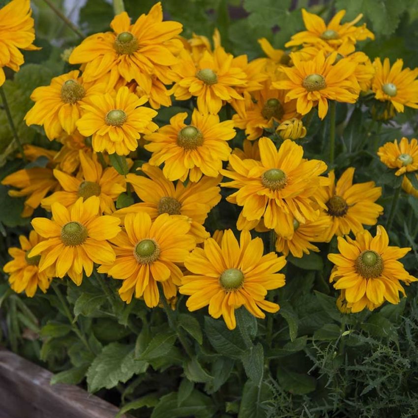 Sommersolhatt 'Amarillo Gold'