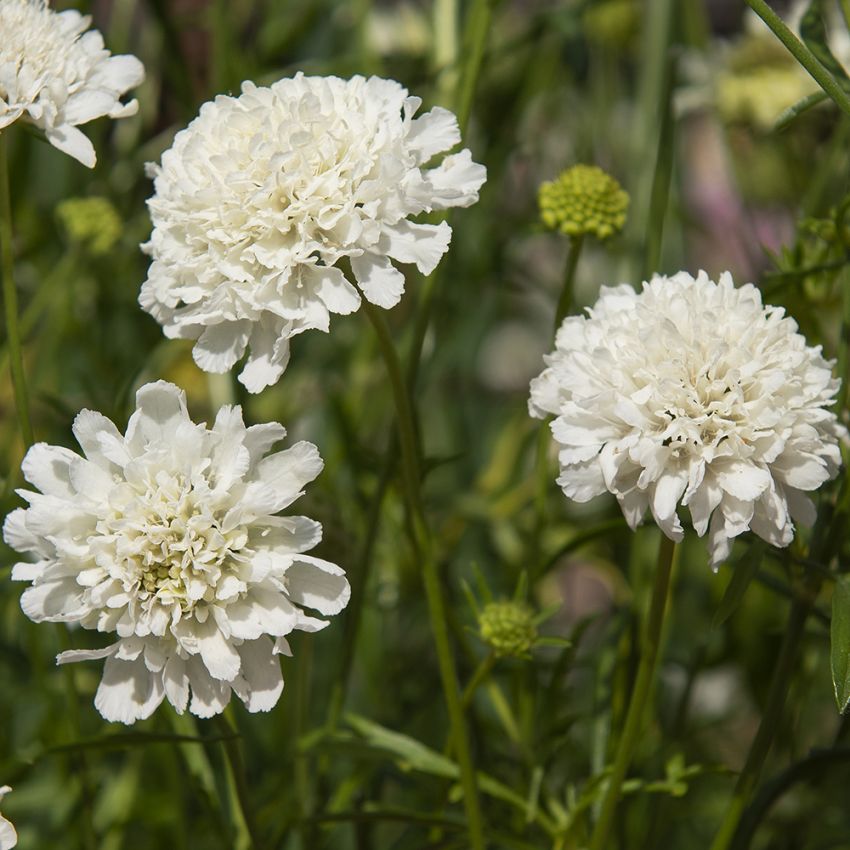 Bakkeknapp 'Snowmaiden'