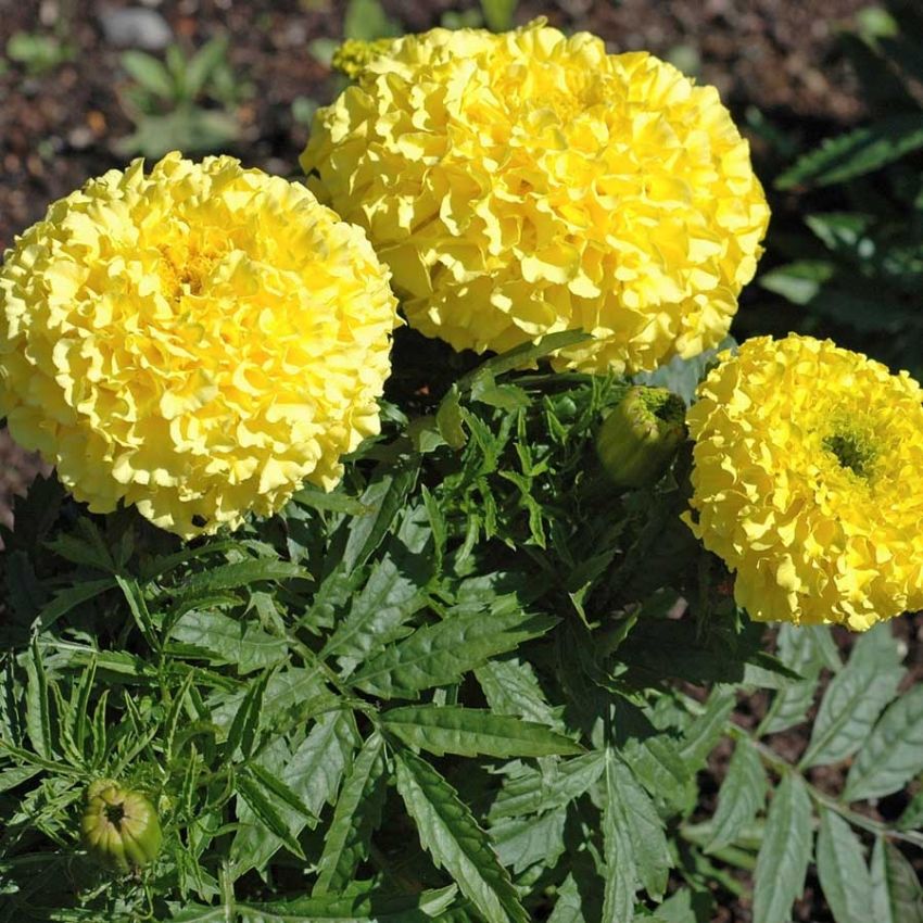 Stor fløyelsblomst 'Moonlight'