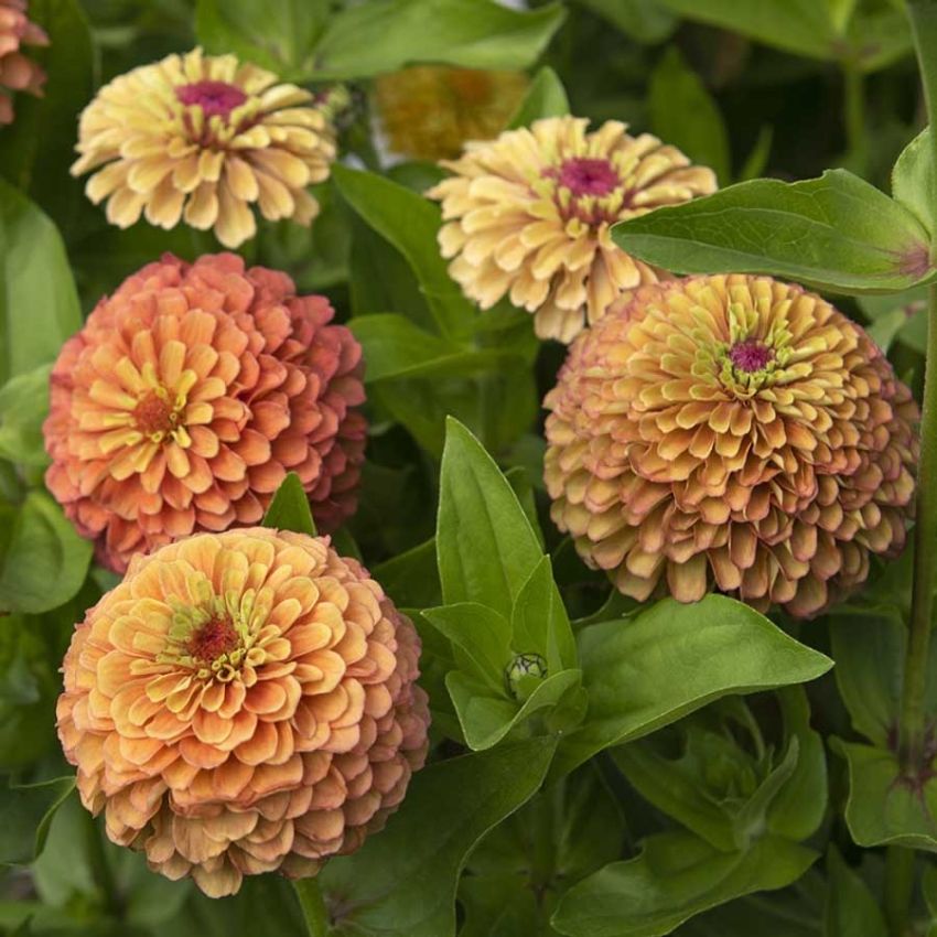 Sinnia 'Queeny Lime Orange'