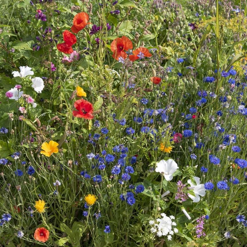 Sommerblomster, bieplanter