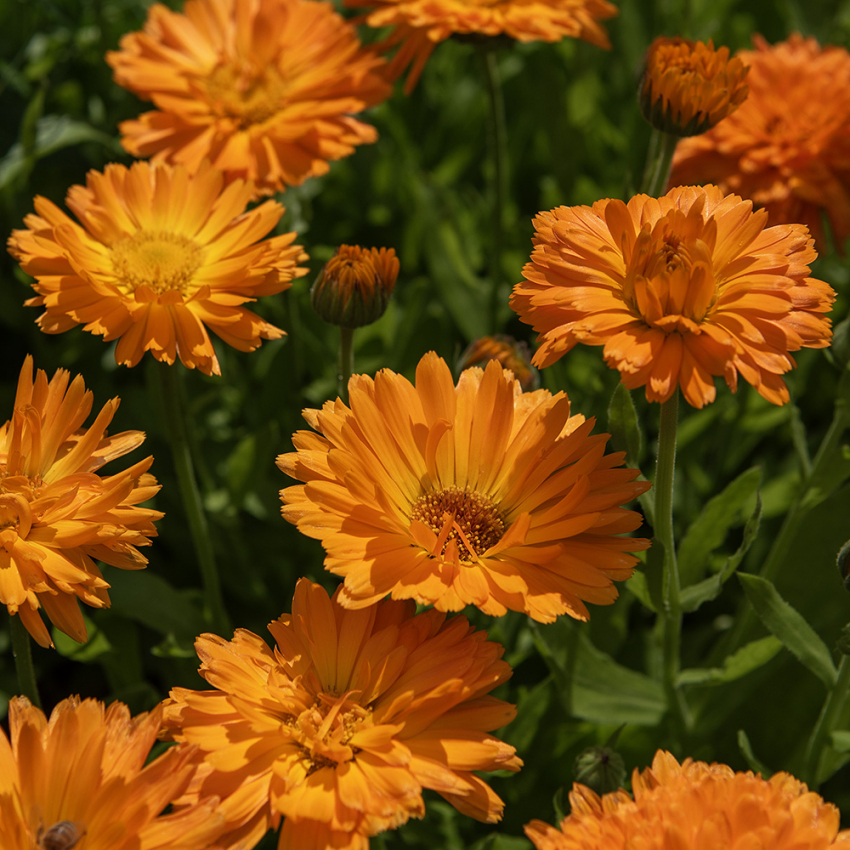 Ringblomst 'Ball's Orange' i gruppen Frø / Ettårige blomster hos Impecta Fröhandel (28902)