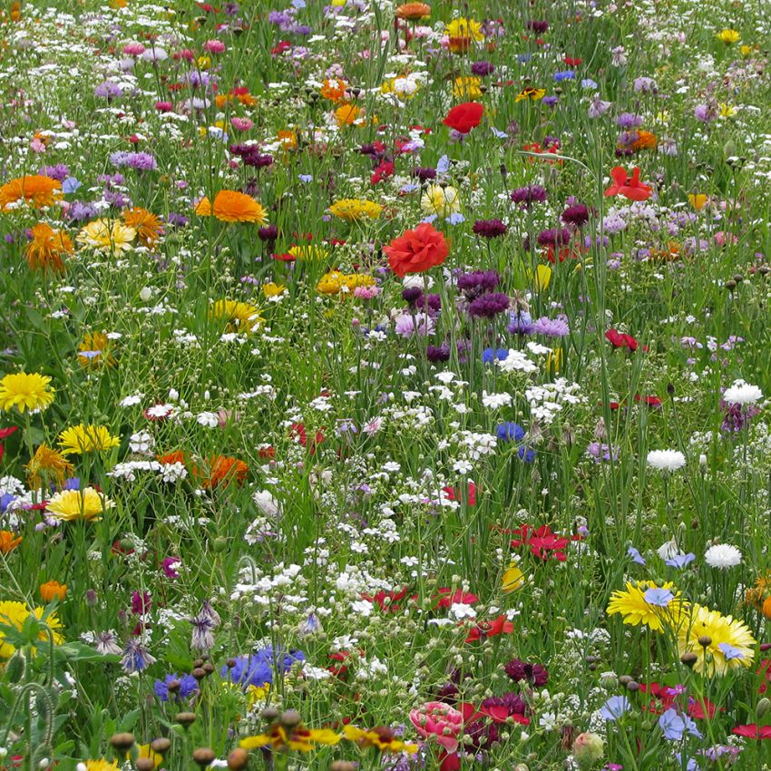 Sommerblomster, blanding