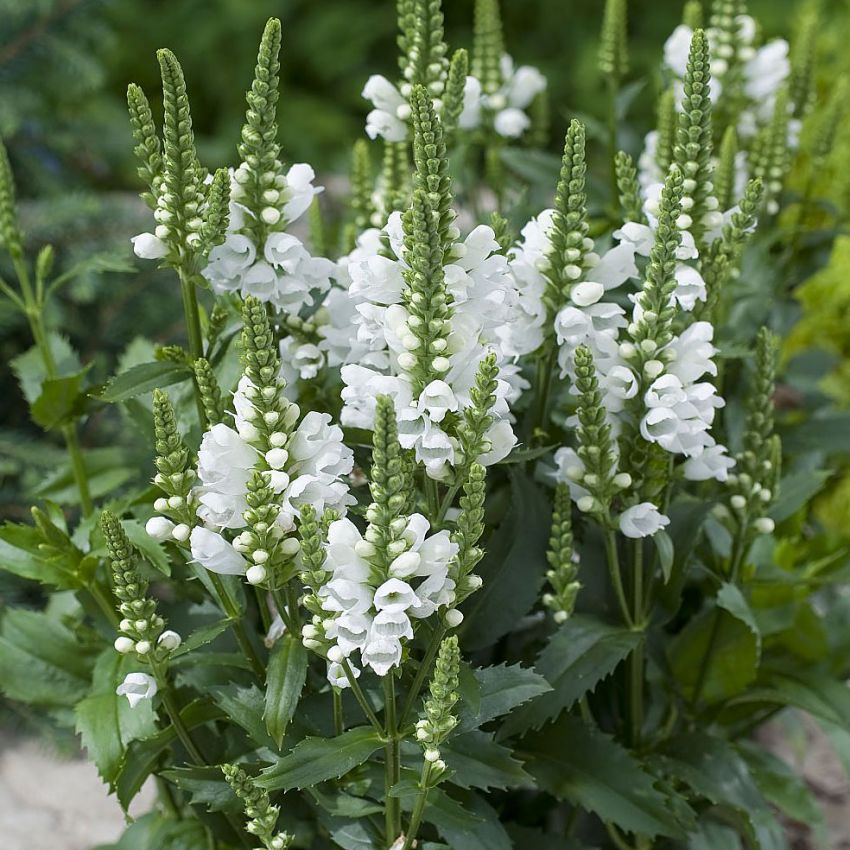 Virginialeddblom 'Crystal Peak White'