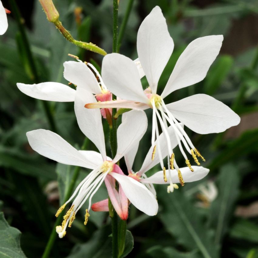 Sommerlys 'Sparkle White'