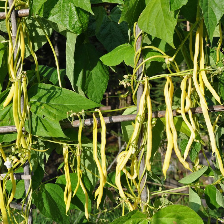 Stangvoksbønne 'Neckargold'