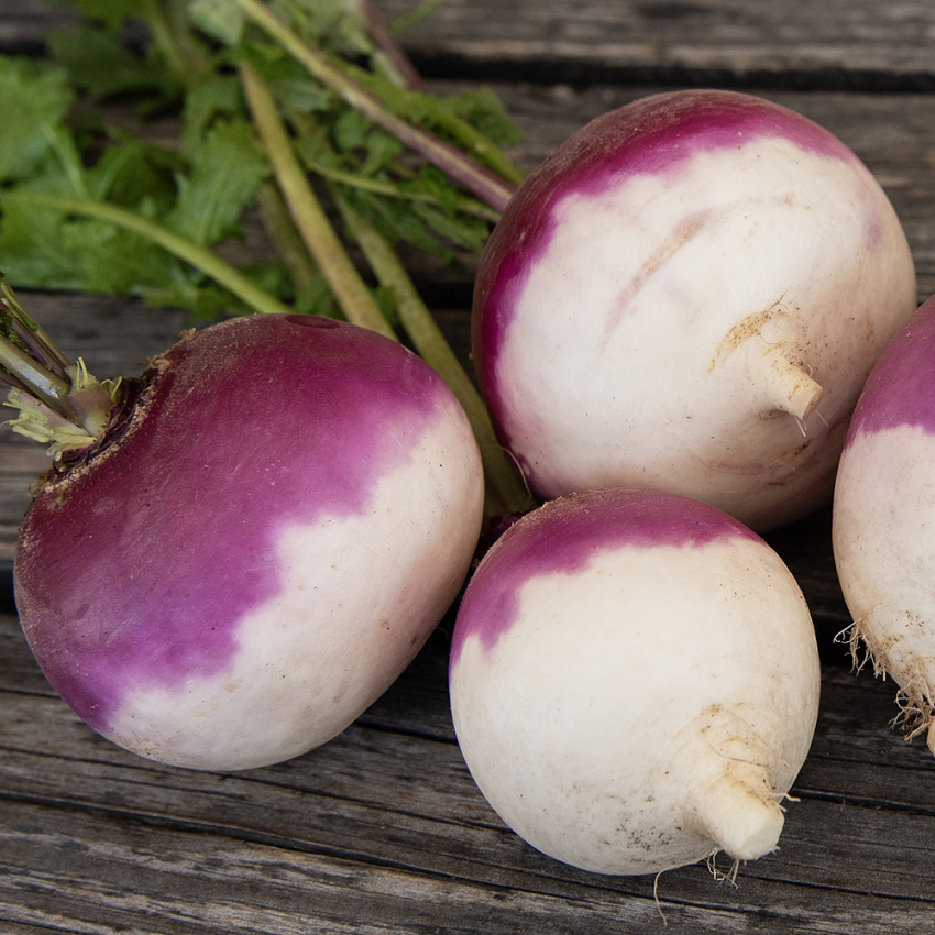 Nepe 'Purple Top White Globe' i gruppen Frø / Grønnsaker hos Impecta Fröhandel (29331)