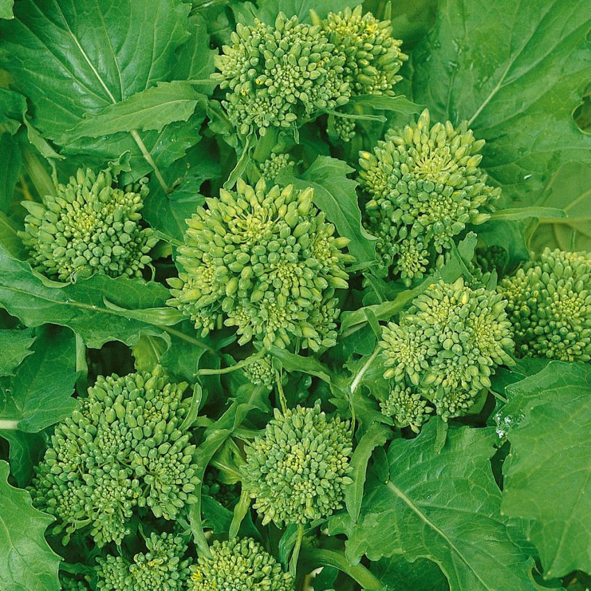 Rapini 'Quarantina'