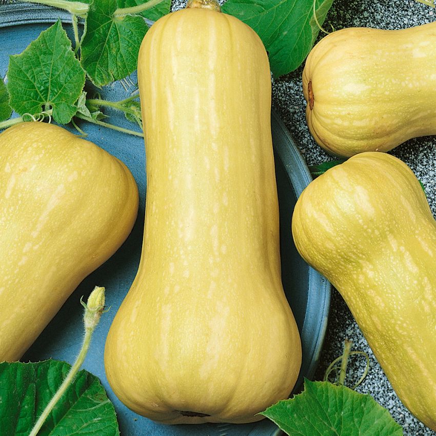 Moskusgresskar 'Waltham Butternut'