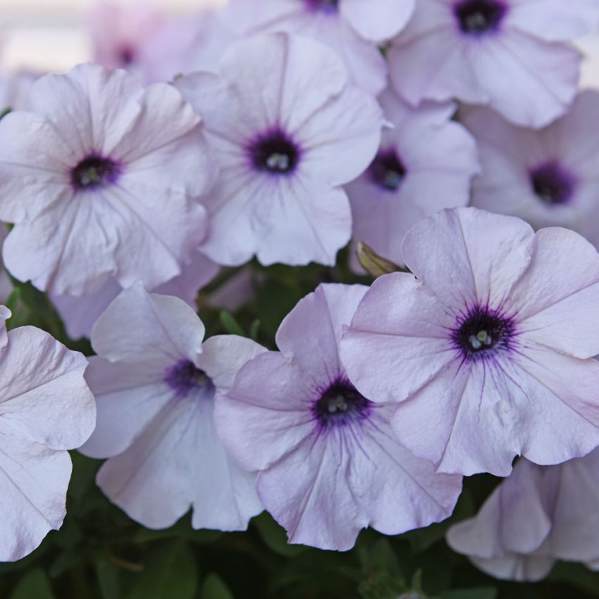 Petunia F1 'Easy Wave Silver'