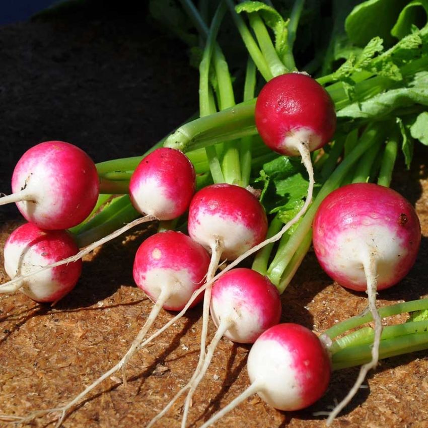 Reddik 'Rond rose à bout blanc 2'