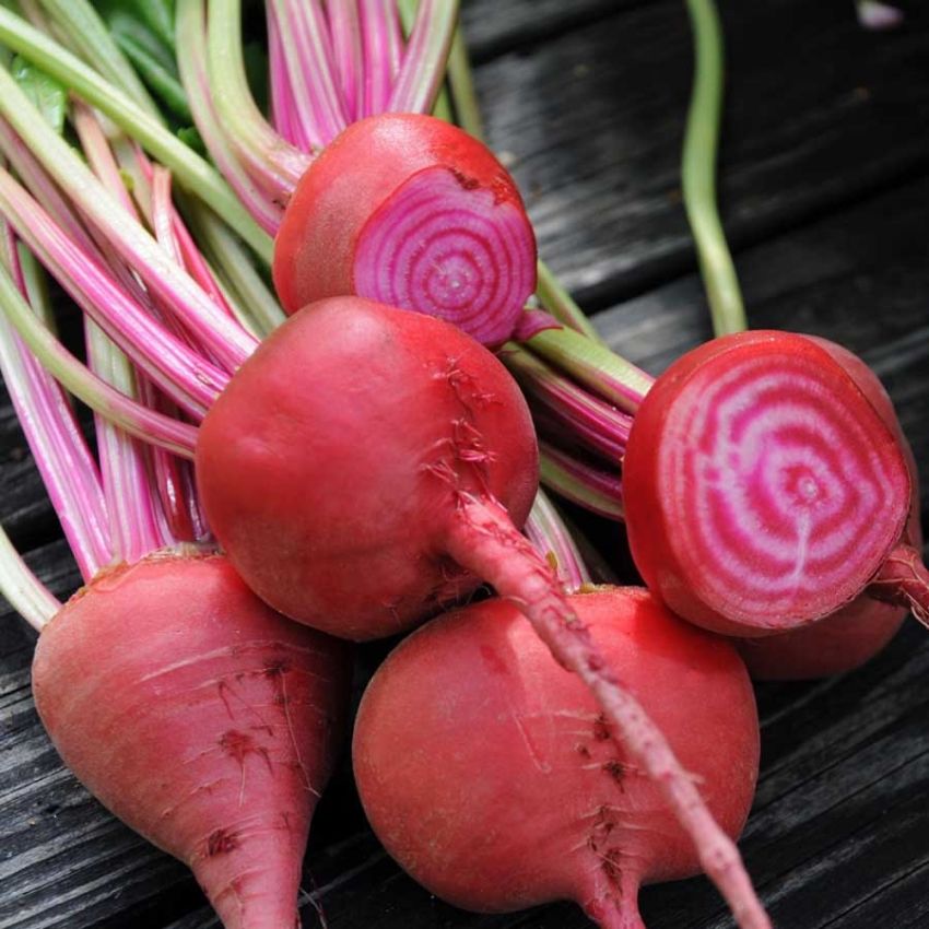 Rødbete 'Chioggia'