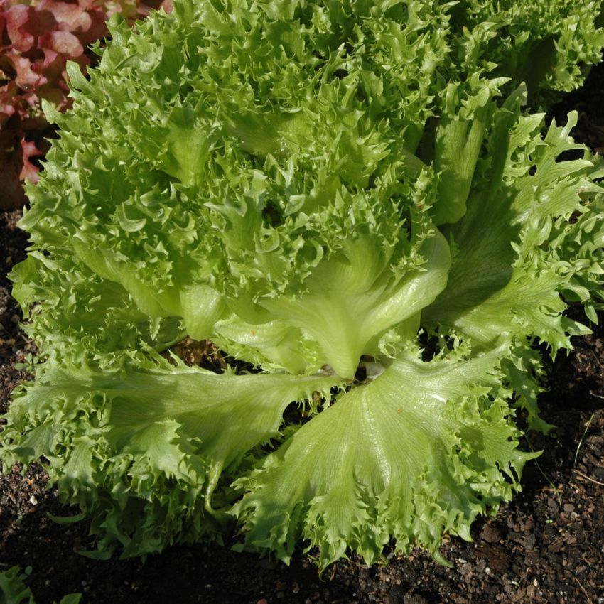 Isbergsalat 'Frillice'