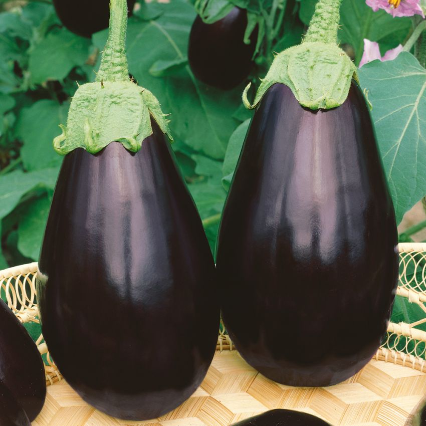 Aubergine 'Black Beauty'