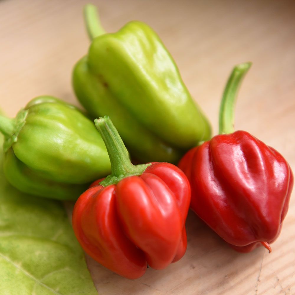 Habanero 'Habanero Caribbean Red' i gruppen Frø / Grønnsaker hos Impecta Fröhandel (30241)