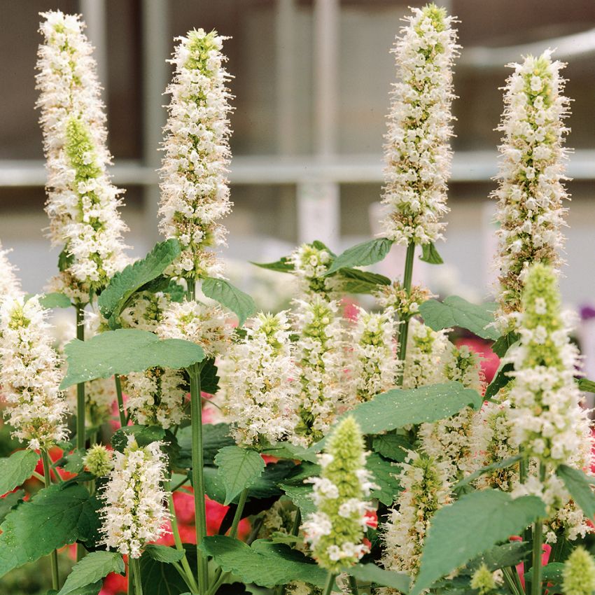 Koreamynte 'Liquorice White'