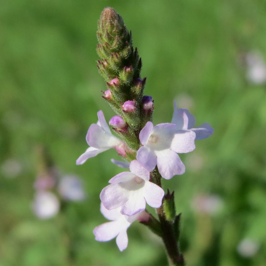 Verbena