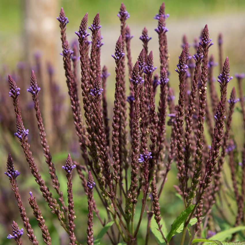 Tårnverbena