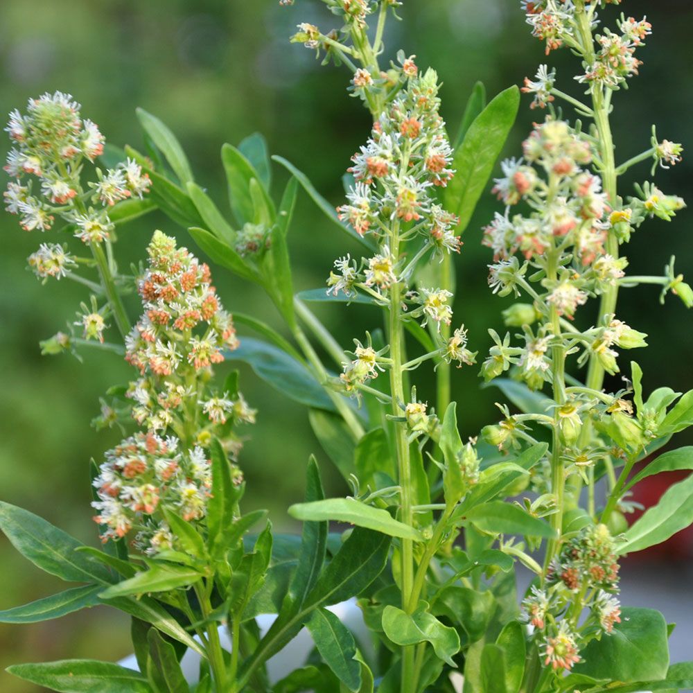 Hagereseda 'Machet'