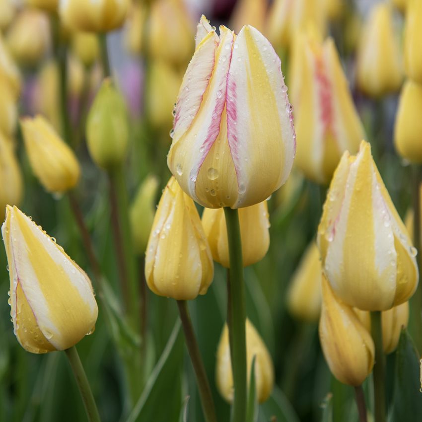 Tulipan 'Antoinette' 7 stk.