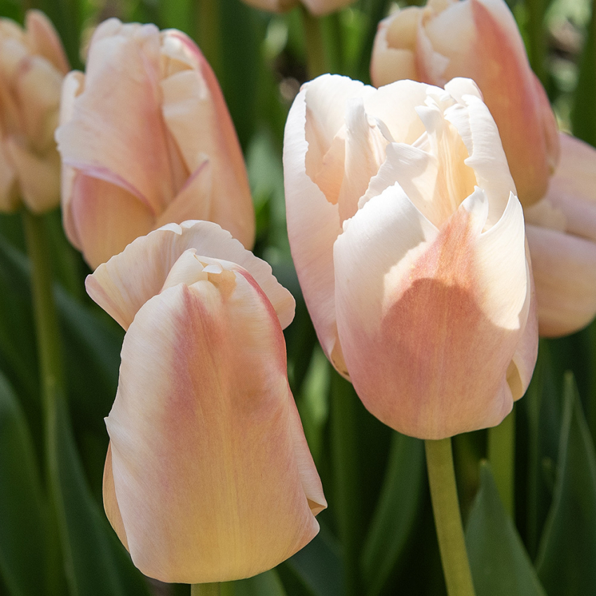 Darwin-hybridtulipan 'Apricot Pride' 7 stk, Passer utmerket i blomsterbed, men også i potter på balkong og terrasse