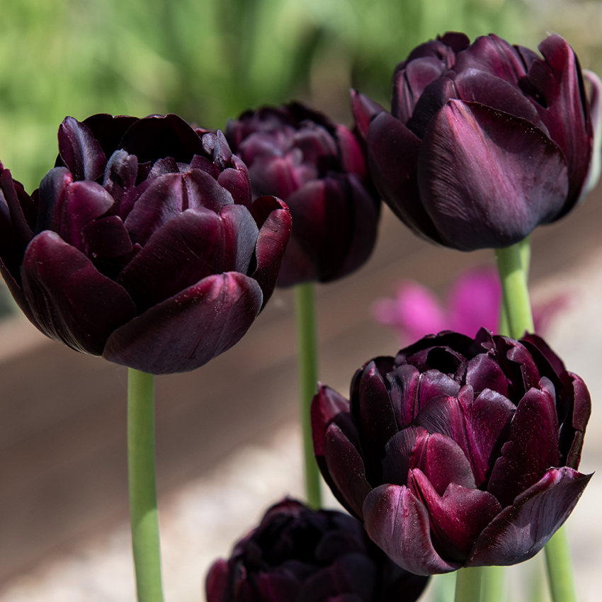 Tulipan 'Black Hero' 5 stk. i gruppen Løk og knoller / Vårblomstrende løker og knoller / Tulipaner hos Impecta Fröhandel (465215)