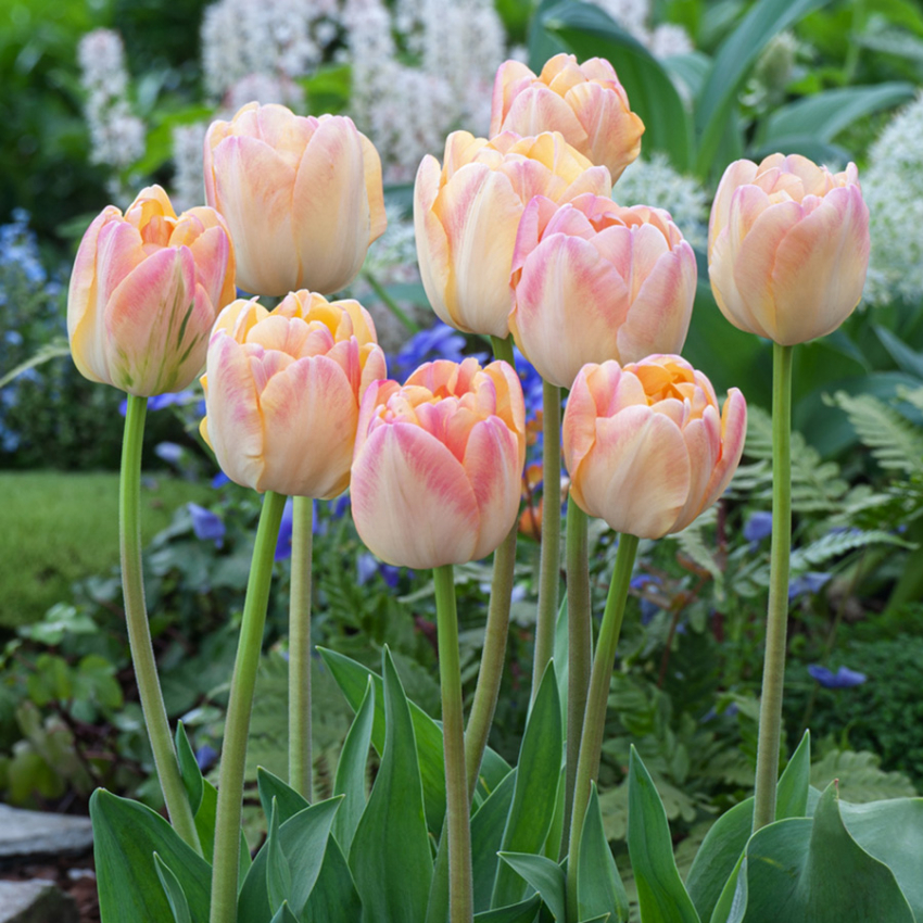 Tulipan 'Creme Upstar' 7 stk, pastellnyanser av gult og kremhvitt med en sjarmerende rødme av rosa på kronbladkantene