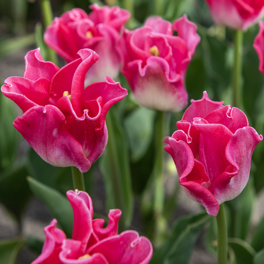 Kroneblomstrende tulipan 'Crown of Dynasty' 5 stk, Passer utmerket i blomsterbed, men også i potter på balkong og terrasse.