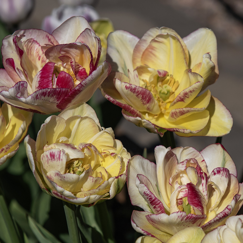 Tulipan 'Double Shake' 5 stk. 