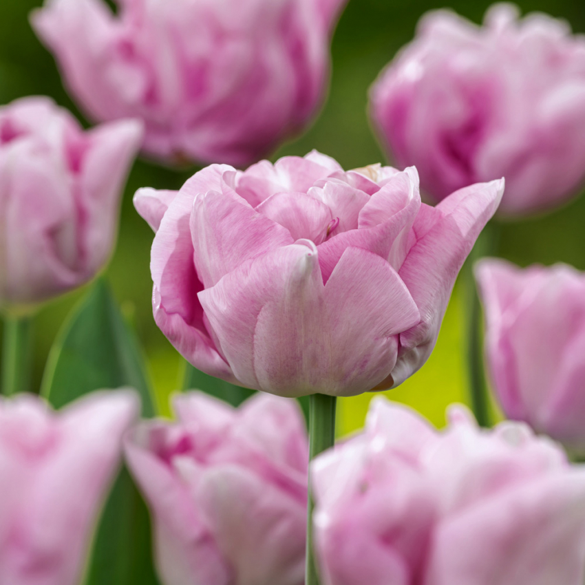 Tulipan 'Katinka' 7 stk, En livlig, helt fylt tulipan med store blomster i svale toner av syrinlilla og gammelrosa.