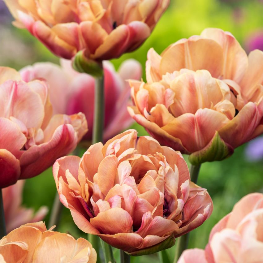 Tulipan 'La Belle Epoque' 5 stk. i gruppen Løk og knoller / Vårblomstrende løker og knoller / Eksklusive tulipaner hos Impecta Fröhandel (465256)