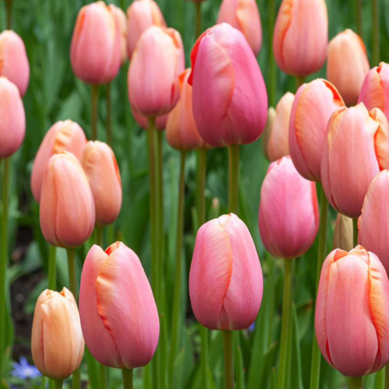 Tulipan 'Menton' 10 stk, Svært store, enkle blomster i fortryllende nyanser av pastellrosa med mykt lakserosa kanter.