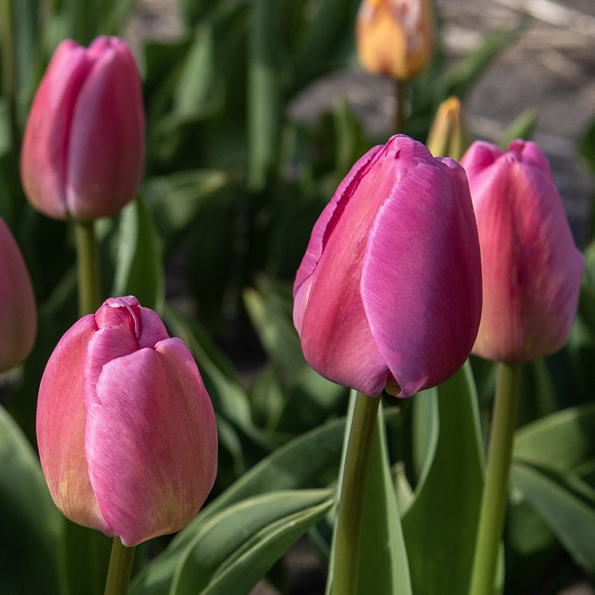 Darwin-hybridtulipan 'Purple Pride' 7 stk. 