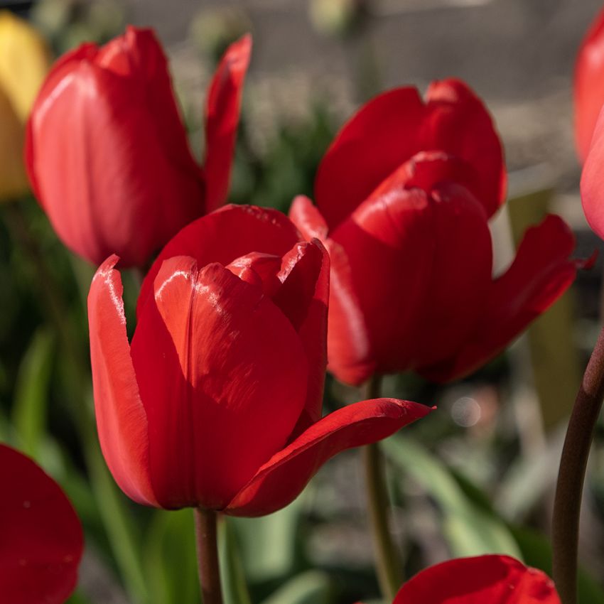 Darwin-hybridtulipan 'Red Impression' 10 stk.