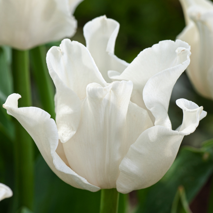 Kroneblomstrende tulipan 'White Liberstar' 5 stk, Utmerket til planting sammen med de fleste andre vårblomstrende løker