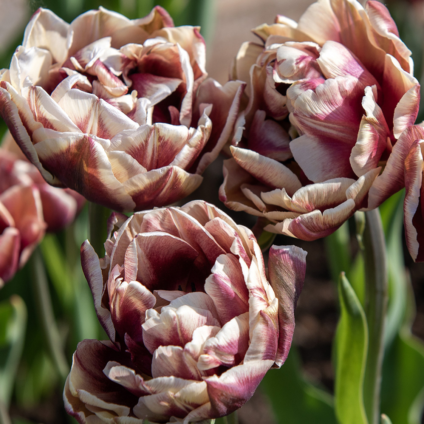 Tulipan 'Wyndham' 7 stk.