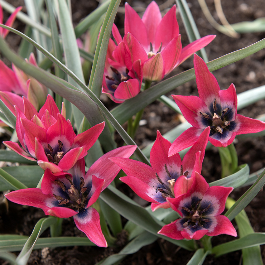 Villtulipan 'Little Beauty' 10 stk.